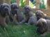4 wundersch?neCane Corso Welpen