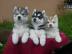 Reinrassiger Siberian Husky Welpe Alle W