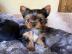 Yorkie Welpen verf�gbar