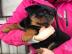 Rottweiler-Welpen verf�gbar