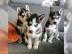 Siberian Husky Whatsapp +33758481398