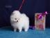 Pomeranian Zwergspitz (kein Verkauf)