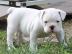 Englische Bulldoggen, freiatmend 12 Woch