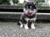 Pomsky Welpen