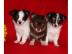 s��e typvolle Chihuahua Welpen