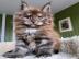 Gut erzogene Maine-Coon-K�tzchen abzugeb