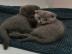Scottish Fold K?tzchen