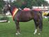 Welsh Pony,8 Jahre, 134cm, Dunkelbrauner