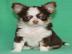 Paar Mini Chihuahua Welpen Mit Papieren