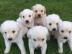 Wundersch?ne golden retriever Retriever