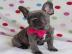 Franz?sische Bulldoggen-Welpen verf?gbar
