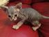 BabyKatze sch�n gezeichnet