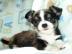 Zuckers??e Reinrassige Mini Chihuahua we