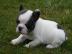 Franz�sische Bulldoggenwelpen mit Papier