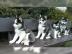 Reinrassige Siberian Husky welpen