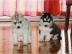 Gesunden Pomsky S??igkeiten