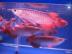 Qualit�t asiatischen Arowana Fische auf