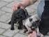 Bildsch�ne Mopswelpen in den Farben beig