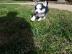 Wundersch�ne Blue Eyes Siberian Husky We