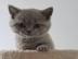 Britisch Kurzhaar Katzen K�tzchen