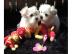 Bebe Malteser Welpen!