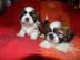 Sch�ne Shih Tzu Welpen