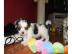 Yorkshire M�dchen 10 wochen alt