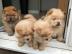 Wundersch?ne Chow Chow Welpen