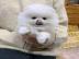 s�sse reinrassige Pomeranian welpen what