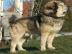 Tibet Dogge Welpen mit FCI-Papieren 2014