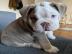 Englisch Bulldog Welpen whatsapp nummer
