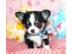 Chiahuahua welpen  150EUR