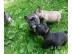 Franz�sische Bulldogge Welpen in Blau