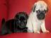 Mops Welpen beige + schwarz