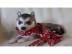 S��e kleine reinrassige Siberian Husky W