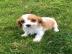 Cavalier King Charles Welpen. 