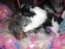 AKC registriert Biewer Yorkshire Terrier