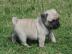 Sch�ne Mops Welpen mit Papieren