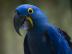 sprechen Hyazinth-Ara Papageien zum Verk