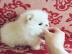 Pomeranian Welpen (Reinrassig) mit Papie