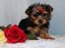 Yorkshire Terrier Welpen