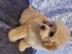 Poochon-Welpen,