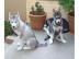 Traumhaft Siberian Husky Welpen f�r Sond