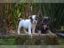 Freiatmende Franz�sische Bulldogge Welpe