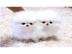 Sch�ne Zwergspitz / Pomeranian Welpen