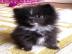 Pomeranian Puppies available for adoptio