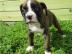 Typvolle Boxer Welpen in sehr sch�nem