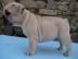 Franz�sische-Bulldoggen- Mix welpen such
