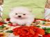 Zwergspitz Pomeranian welpen