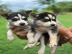 S��e Siberian Husky Welpen suchen ein li